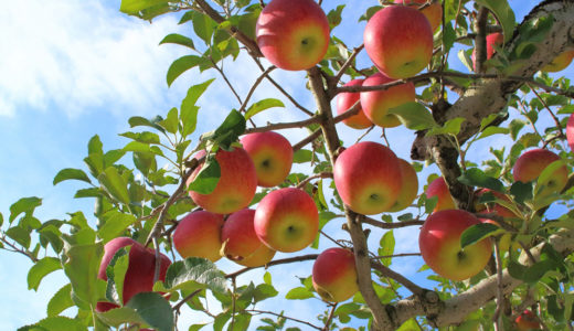 タックスリターン経費計上項目 – ピッカー、ファーマー